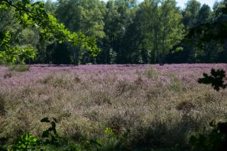 Vasse - Beekzijdeweg 31